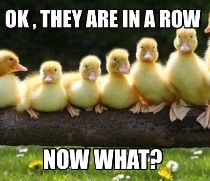 Meme Creator - Funny Ducks in a row Meme Generator at MemeCreator.org!