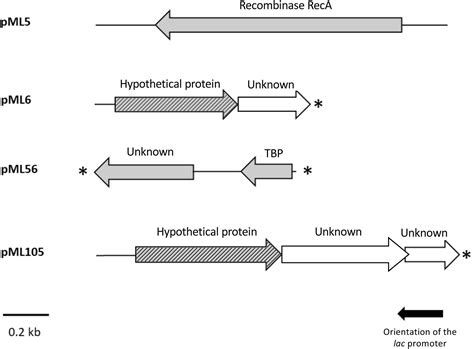 Frontiers | Novel Genes Involved in Resistance to Both Ultraviolet Radiation and Perchlorate ...