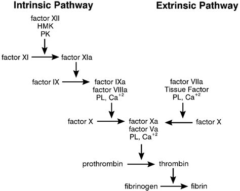 The cascade model of coagulation. The "intrinsic" and "extrinsic ...