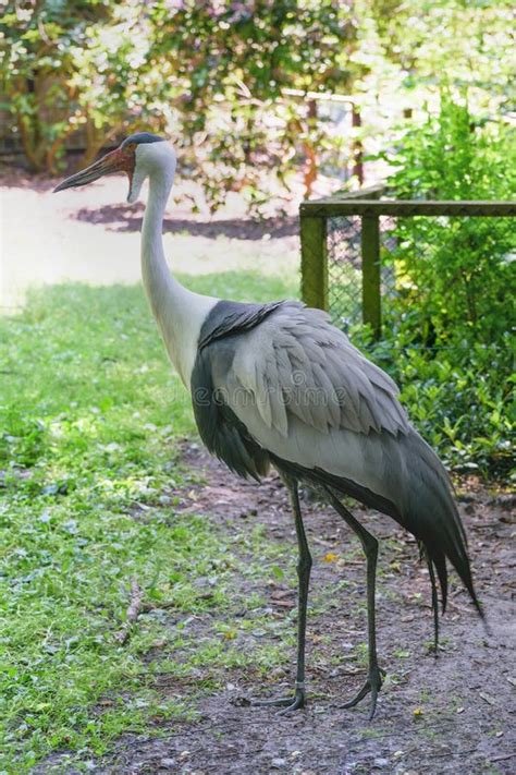 Large Bird Wattled Crane of the Gruidae Family in Walsrode Bird Park ...