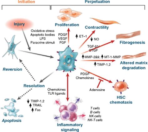 Figure 3 from Hepatic stellate cells and liver fibrosis. | Semantic Scholar