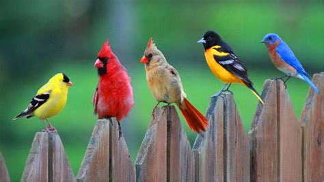 خلفيات طيور الحب صور طيور ملونة خلفيات طيور في السماء , Birds Wallpapers 2025 | صقور الإبدآع