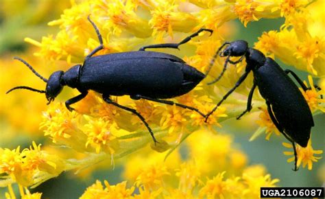 Blister Beetles – Field Crop News