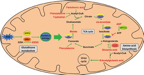 Mitochondria Concept Map