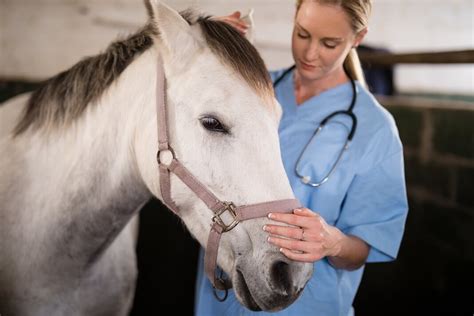 Steps To Becoming A Veterinarian - Veterinarian Career