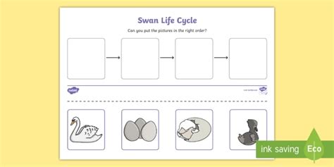 Swan Life Cycle Worksheet - Hen Life Cycle Worksheets