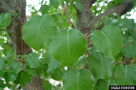 Callery pear (Bradford pear) (Pyrus calleryana)