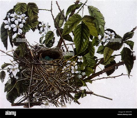 Nest and Eggs of the Gray Catbird Stock Photo - Alamy