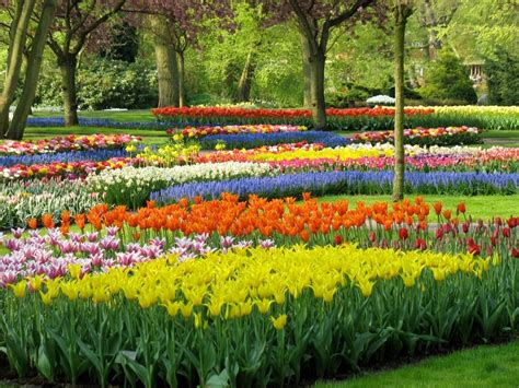 How We Select the Best Spring-Flowering Bulbs for Your Garden - Longfield Gardens