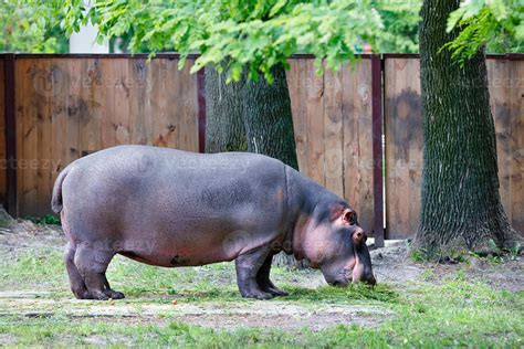 A large hippo eats green grass near large oaks. 4704279 Stock Photo at ...