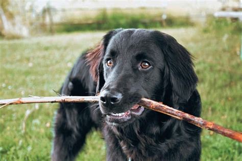 Border Collie Golden Retriever Mix