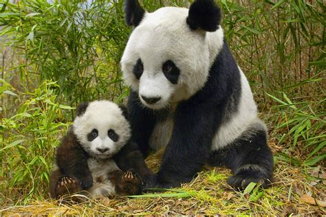 World Wildlife Fund Panda