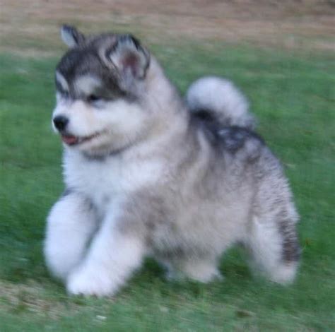 alaskan_malamute_husky_mix_ | Animales