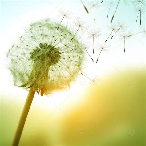 Church Social Graphic: Dandelion Seeds - SermonCentral.com