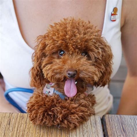 a brown dog sitting on top of a wooden table