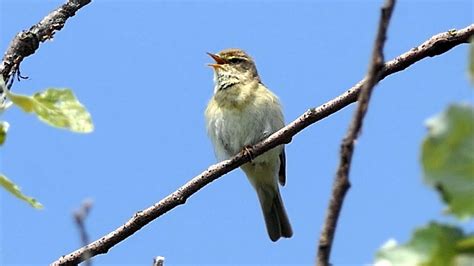 Willow Warbler Singing - YouTube