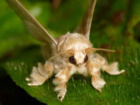 VENEZUELAN POODLE MOTH photos - wallpapers (ανανεωμένο) | the fun bank