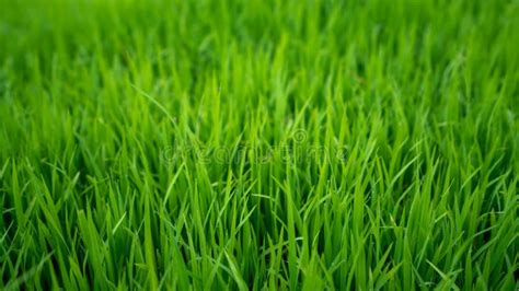 Lush green grass stock image. Image of blades, photosynthesis - 8193427