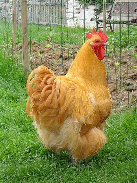 10 Chicken Breeds for Your Farm