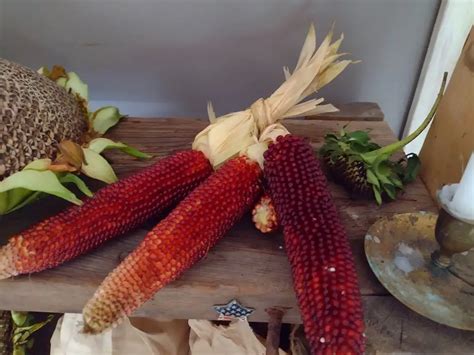 Best Corn For Chicken Feed – Northern Homesteading