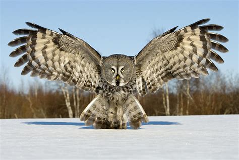 Download Animal Owl HD Wallpaper