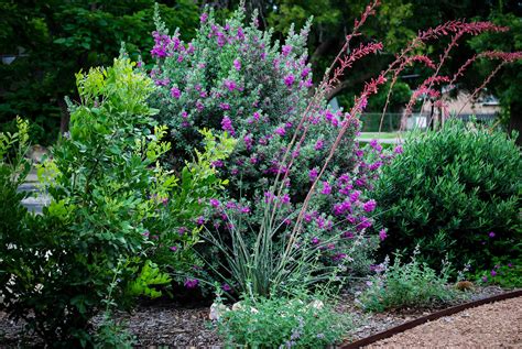 Desperado® Texas Sage Plants For Sale | The Tree Center