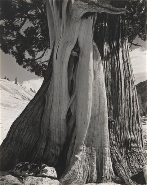 Edward Weston, Cabbage Leaf, 1931, printed 1950-1951 · SFMOMA