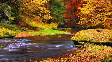 Autumn, forest, trees, leaves, river Wallpaper | 1600x900 resolution wallpaper download | Best ...