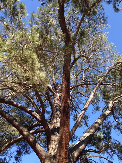 THE WORLD'S LARGEST TORREY PINE: The Tree to End All Trees - California Curiosities