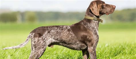 German Shorthaired Pointer Puppies For Sale - Greenfield Puppies