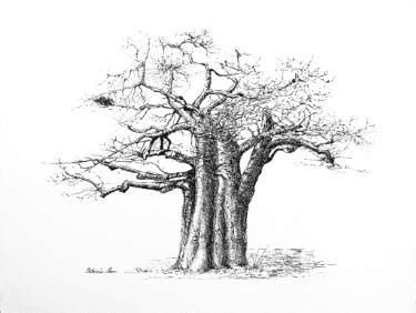 Baobab Tree Sketch at PaintingValley.com | Explore collection of Baobab Tree Sketch