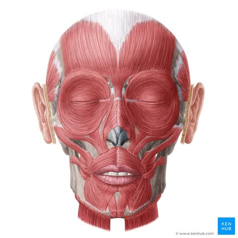 Facial muscles: Anatomy, function and clinical cases | Kenhub