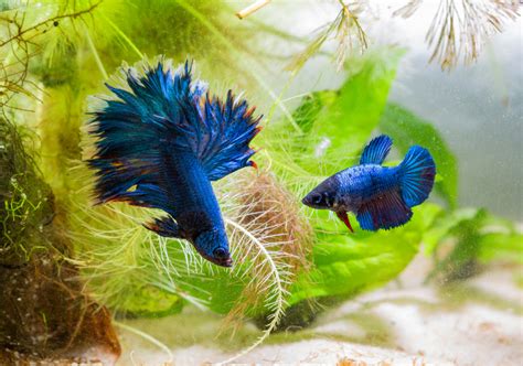 How To Breed Betta Fish at Home (Breeding & Mating 101)