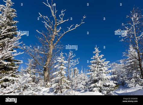 winter in bavarian forest, germany Stock Photo - Alamy