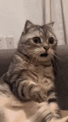 Cats GIF - Cats - Discover & Share GIFs