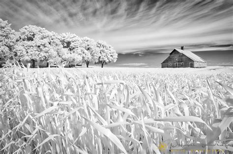 Fall is perfect for infrared photography.... * Deborah Sandidge