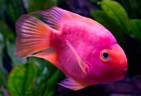 Galería de imágenes: Imágenes de peces