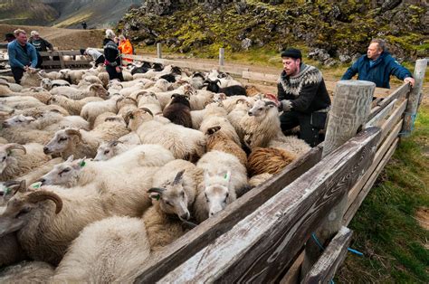 A sheep round-up experience with local farmers in Iceland | Equus Journeys