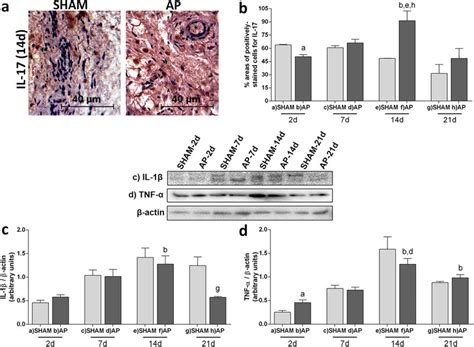 Proinflammatory cytokines. a Representative immunohistochemical... | Download Scientific Diagram