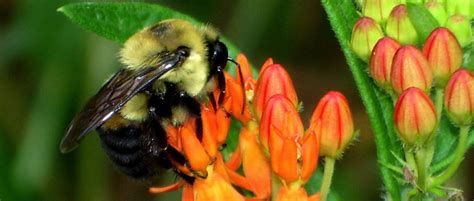 Bees Have Ways of Self-Medicating | THE WILDLIFE SOCIETY