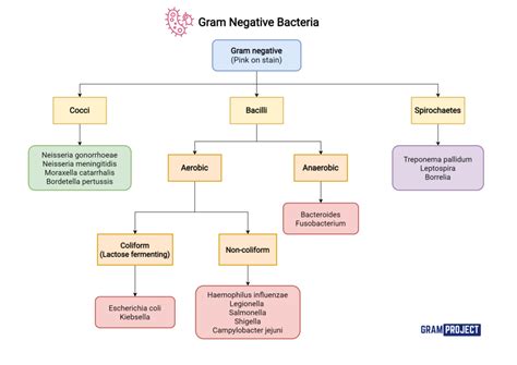 Gram Negative Bacteria - Gram Project