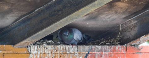 Nesting Pigeons? Signs, Habits & Problems - Your Questions Answered ...