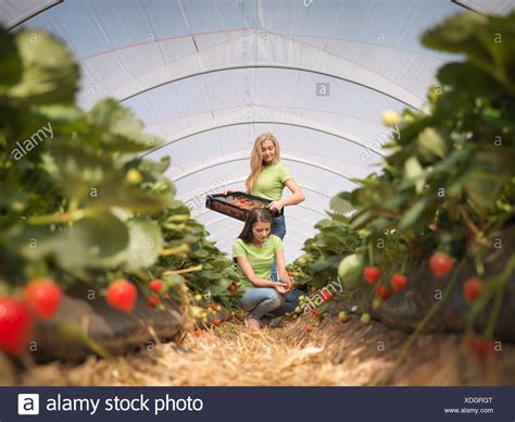 Picking Fruit Farm Workers High Resolution Stock Photography and Images ...