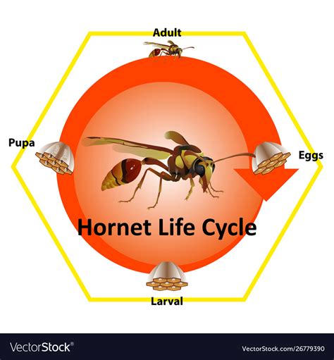 Life cycle hornet most them live on Royalty Free Vector