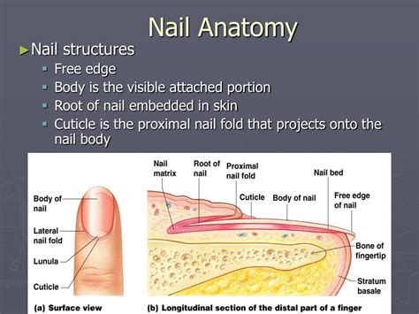 PPT - Skin Appendages PowerPoint Presentation, free download - ID:6160266