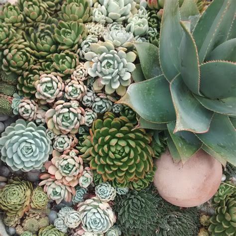 Rosette Succulents for the Garden - Eye of the Day Garden Design Center