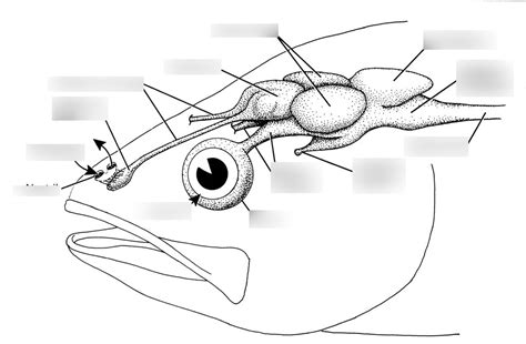 fish brain anatomy Diagram | Quizlet