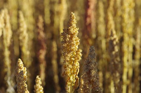 What Are Quinoa Flakes?