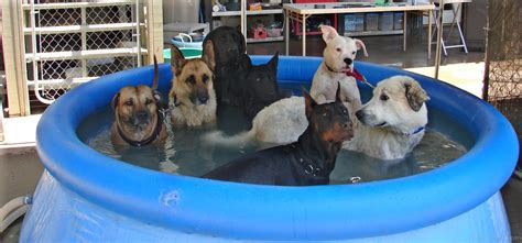 Funny Pool Party Pictures » Funny Dog Pool Party