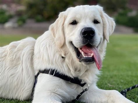 What Is An English Cream Golden Retriever? - Puppy In Training